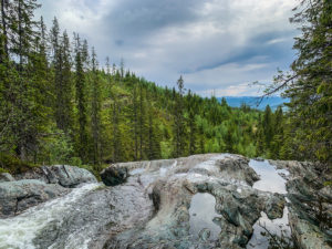 Skog og starten av en foss. foto